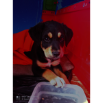 Teem dog ######