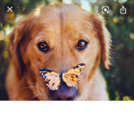 DreamyButterflies