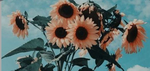 Cookiesun3