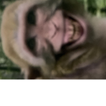 Monkey squad2.0