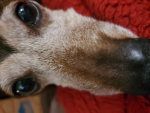 The brand new doge