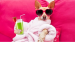 Sassydogs