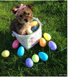 DogsArePawsome