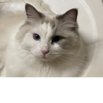 Cat is beautiful