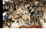 WOLVES UNITED OFFICIAL PACK
