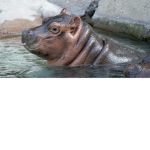 hippos friends