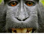 Palace Of The Monkeys