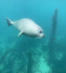 Silly seal group!