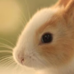 Conejito :3