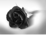The Black.Rose