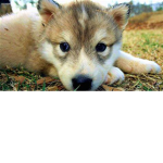 my wolf pack no cats a loud just wolfs