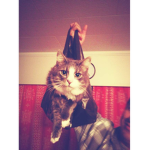 Party hat cats