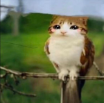 meowltopia