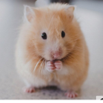 Hamsters and Roblox public