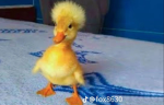 Duck Silly