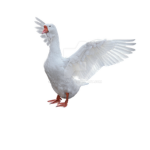 OFFICIAL GEESE CLAN