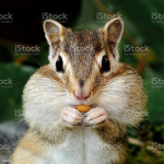The Fat Chipmunks