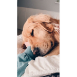 ~ Dogs ~ :P