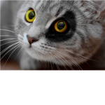 Warrior Cats:The New Era