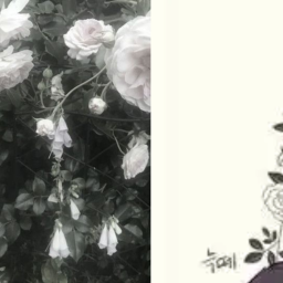 🌹
