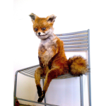 Le fancy fox friends (related to DOGE CLAN)