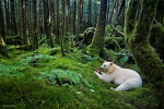 Animals for the life