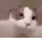B hdjdd