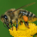 I ate a bee once :(