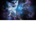 Ninja cat Fan Group