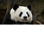 Pandaisthebest