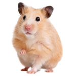 studio of hamsters