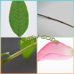 / . A New Code . \
