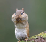 Hello happy day