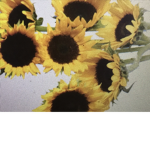 Tarajisofly567’s sunflowers