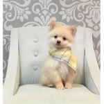 Dog are favorite