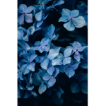 Blue heads