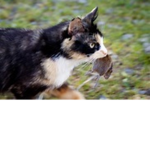 CATS UNITED DEATH RATS!