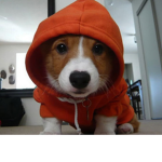 Dog Hoodie Gang