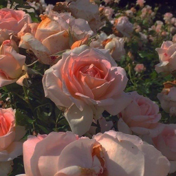 ✿