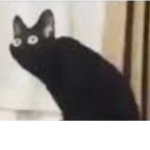 ⊱ ᴋᴀᴛ⊰