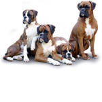 Boxer Dog Lovers <3