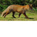 Fox games gamer Lol