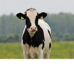 COW ARMY UvUz