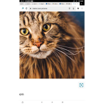 Royal Maine coons