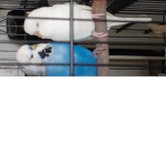 Lel Rats