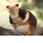 iipxggyii