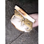 Amphibian inc.
