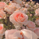 Apple Blossoms ʚɞ