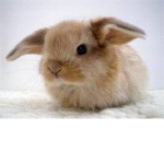 Wabbit Wuvers Of Roblox