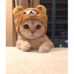 The fluffy cats:)